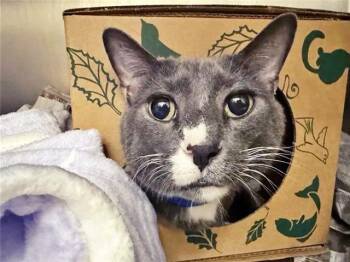 PUPPY -  Domestic Short Hair Cat for Adoption in Brentwood, Missouri - PUPPY | PetCurious