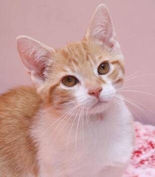 Nectarine -  Domestic Short Hair Cat for Adoption in Cincinnati, Ohio - Nectarine | PetCurious