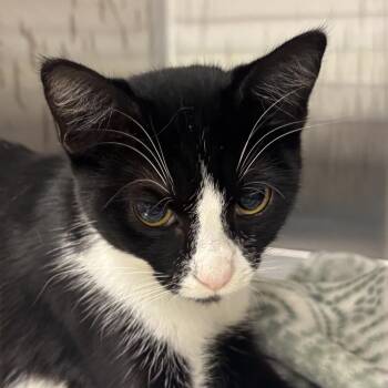 Ingrid -  Domestic Short Hair Cat for Adoption in Bentonville, Arkansas - Ingrid | PetCurious