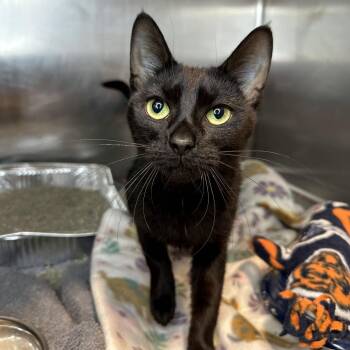 Serendipity -  Domestic Short Hair Cat for Adoption in Matteson, Illinois - Serendipity | PetCurious