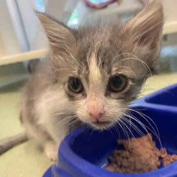 Domestic Short Hair Cats Available for Adoption in Norman, Oklahoma - McFlurry | PetCurious