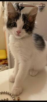 Burrito -  Domestic Short Hair Cat for Adoption in Scottsdale, Arizona - Burrito | PetCurious