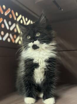 CRICKET -  Domestic Long Hair Cat for Adoption in Aliquippa, Pennsylvania - CRICKET | PetCurious