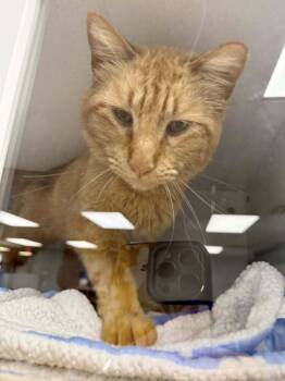 Rescue Domestic Short Hair and Tabby Cats for Adoption in Plymouth, Minnesota - Dudley ~Adoption Center Cat~ | PetCurious