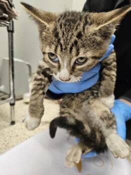 Allspice -  Domestic Short Hair Cat for Adoption in Lafayette, Indiana - Allspice | PetCurious