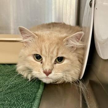 Twinkie -  Domestic Long Hair Cat for Adoption in Port Charlotte, Florida - Twinkie | PetCurious