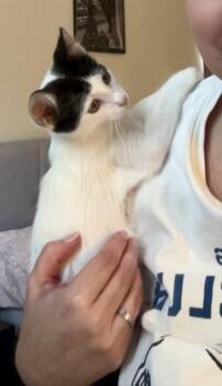 Achilles (your fav weakness) -  Domestic Short Hair Cat for Adoption in Houston, Texas - Achilles (your Fav Weakness) | PetCurious