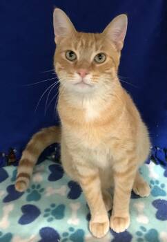 Rescue Domestic Short Hair Cats for Adoption in Champaign, Illinois - Maple Syrup | PetCurious