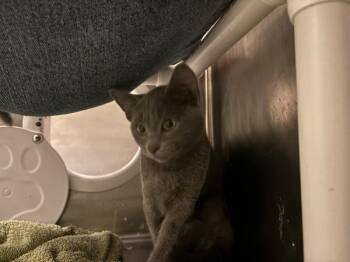 Wingdings -  Domestic Short Hair Cat for Adoption in Santa Rosa, California - Wingdings | PetCurious