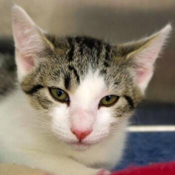Tiger Lily -  Domestic Short Hair Cat for Adoption in Seattle, Washington - Tiger Lily | PetCurious