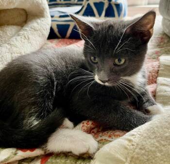American Shorthair Cats Available for Adoption in Hagaman, New York - Axl | PetCurious
