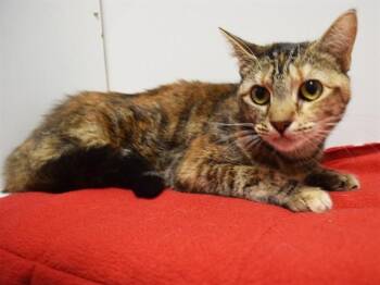 JINNY -  Domestic Short Hair Cat for Adoption in Sacramento, California - JINNY | PetCurious