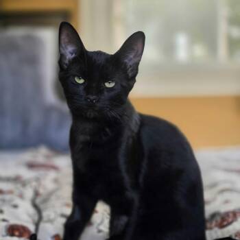 Nelina -  Domestic Short Hair Cat for Adoption in Abbotsford, British Columbia - Nelina | PetCurious