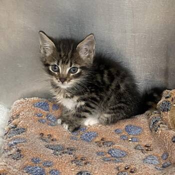 Lizzie -  Domestic Short Hair Cat for Adoption in Columbus, Georgia - Lizzie | PetCurious