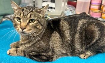 Sid -  Domestic Short Hair Cat for Adoption in Ladysmith, Wisconsin - Sid | PetCurious