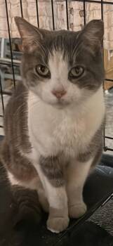 Rescue Domestic Short Hair Cats for Adoption in Canonsburg, Pennsylvania - Tinsel | PetCurious