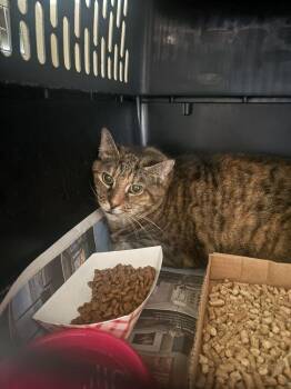 Denise -  Domestic Short Hair Cat for Adoption in Cincinnati, Ohio - Denise | PetCurious