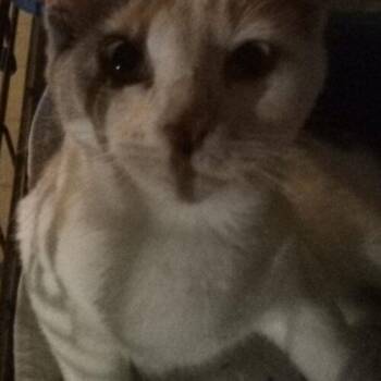 Lily (2) -  Domestic Short Hair Cat for Adoption in Tampa, Florida - Lily (2) | PetCurious