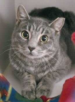 Rescue Domestic Short Hair Cats for Adoption in Lindenhurst, New York - 5-511 Kelsey | PetCurious