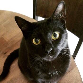 Zelda -  Domestic Short Hair Cat Available for Adoption in West Palm Beach, Florida - Zelda | PetCurious