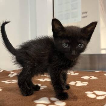 Xenith -  Domestic Short Hair Cat for Adoption in Los Angeles, California - Xenith | PetCurious