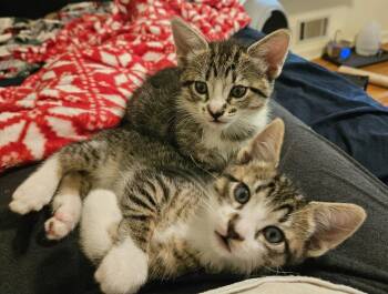 Domestic Short Hair Cats Available for Adoption in Warner Robins, Georgia - Kachow! | PetCurious