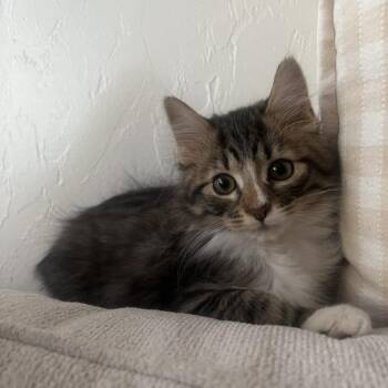 Domestic Medium Hair Cats Available for Adoption in Prescott, Arizona - Dylan | PetCurious