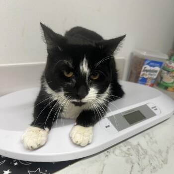 Domestic Medium Hair Cats Available for Adoption in St. Louis, Missouri - Gargamale | PetCurious