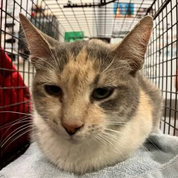 Domestic Short Hair Cats Available for Adoption in Las Cruces, New Mexico - 105785 | PetCurious