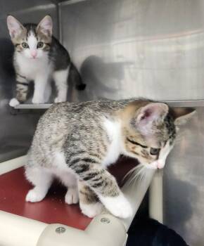 Domestic Short Hair Cats Available for Adoption in Medfield, Massachusetts - Rose & Bud | PetCurious