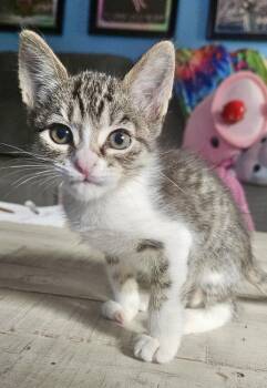 Christian -  Domestic Short Hair Cat for Adoption in Dixon, California - Christian | PetCurious