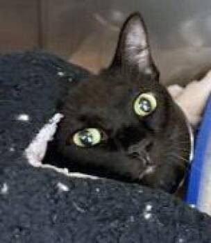 Lily (at Smitten Kitten) -  Domestic Short Hair Cat for Adoption in Fishers, Indiana - Lily (at Smitten Kitten) | PetCurious