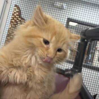 Kobe Bryant -  Domestic Medium Hair and Domestic Long Hair Cat for Adoption in Carroll, Iowa - Kobe Bryant | PetCurious