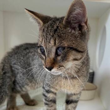 Sir Lancelot -  Domestic Short Hair Cat for Adoption in Greensboro, North Carolina - Sir Lancelot | PetCurious