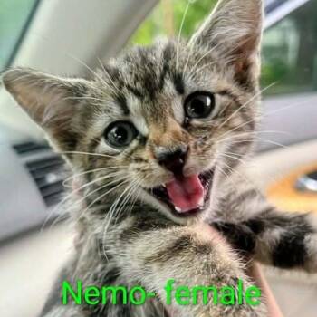 Nemo -  Domestic Short Hair Cat for Adoption in Madison, Wisconsin - Nemo | PetCurious