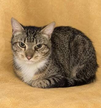 Humphrey -  Domestic Short Hair Cat for Adoption in Columbia, Tennessee - Humphrey | PetCurious
