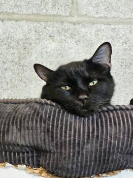 Domestic Short Hair Cats Available for Adoption - Maxine - Talkative Friend | PetCurious