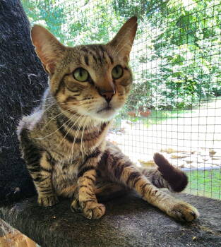 Rescue Domestic Short Hair Cats for Adoption in Crossville, Tennessee - Toby | PetCurious