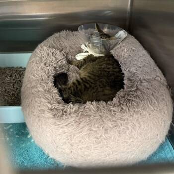 Domestic Short Hair Cats Available for Adoption - Aston Martin | PetCurious