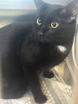 Rescue Domestic Short Hair Cats for Adoption in Kalamazoo, Michigan - BAGHEERA | PetCurious