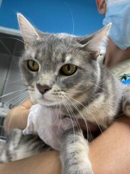 Daisy -  Domestic Short Hair Cat for Adoption in Daytona Beach, Florida - Daisy | PetCurious