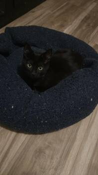 Brian -  Domestic Short Hair Cat for Adoption in Oklahoma City, Oklahoma - Brian | PetCurious