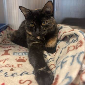 Rescue Domestic Short Hair Cats for Adoption in Bloomington, Illinois - Amber | PetCurious