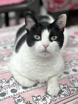Lilly -  Domestic Short Hair Cat for Adoption in Fullerton, Pennsylvania - Lilly | PetCurious