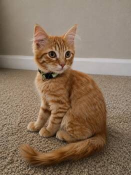 Woodstock -  Domestic Medium Hair Cat for Adoption in Millcreek, Utah - Woodstock | PetCurious