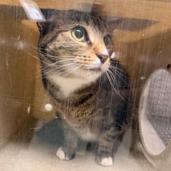 Jules -  Domestic Short Hair Cat for Adoption in Philadelphia, Pennsylvania - Jules | PetCurious