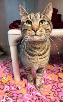 Bubby -  Manx Cat Available for Adoption in Detroit, Michigan - Bubby | PetCurious