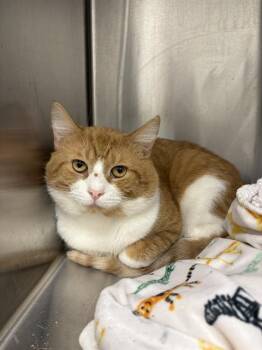 TOM -  Domestic Short Hair Cat for Adoption in Indianapolis, Indiana - TOM | PetCurious
