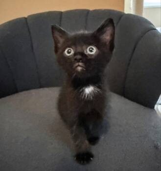 Flopsy -  Domestic Medium Hair Cat Available for Adoption in Knoxville, Tennessee - Flopsy | PetCurious