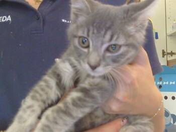 MONOCLE -  Domestic Short Hair Cat for Adoption in Sacramento, California - MONOCLE | PetCurious